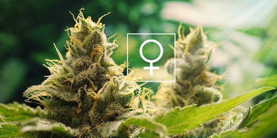 Hur mycket solljus behöver feminiserade cannabisplantor?