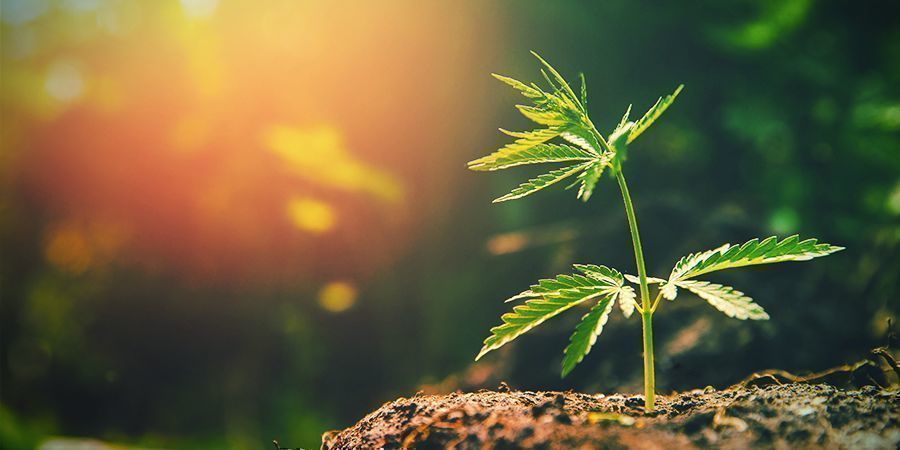 Vad händer om det blir för mycket solljus? Too Much Sunlight Cannabis Plant