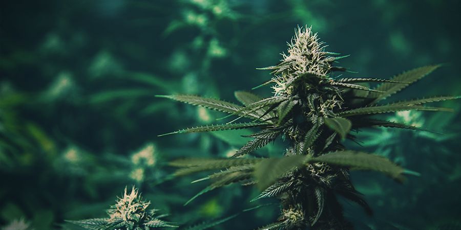 Vad händer om det inte finns tillräckligt med solljus? Not Enough Sunlight Cannabis Plant