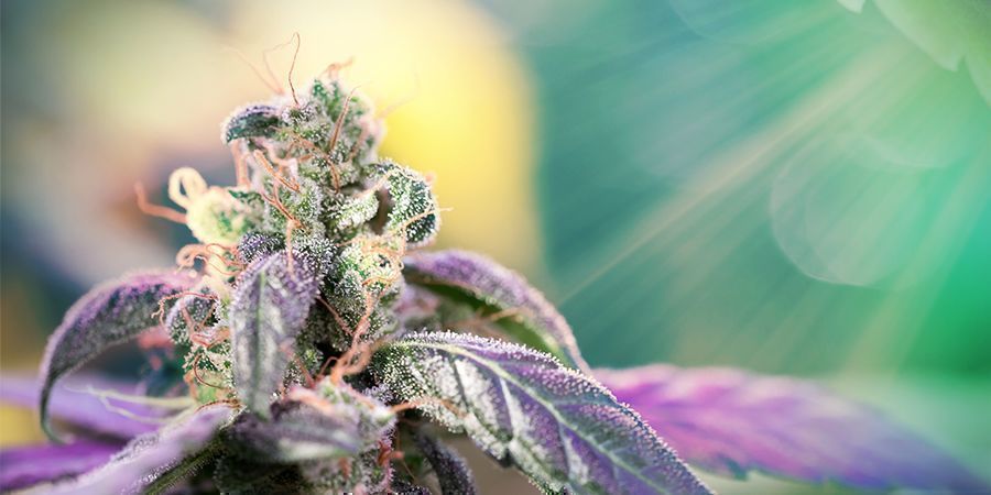 Varför solljus är viktigt för att odla cannabis VARFÖR SOLLJUS ÄR VIKTIGT FÖR ATT ODLA CANNABIS