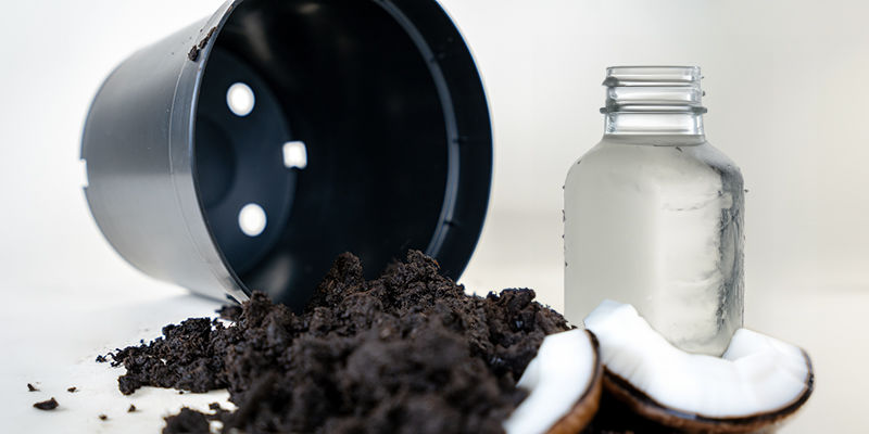 Kokosvatten Coconut Water