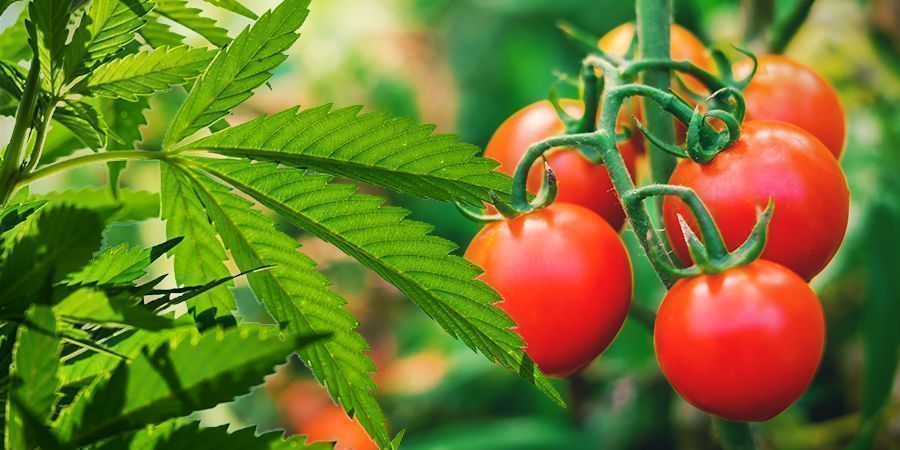 SÅ DÖLJER DU DINA CANNABISPLANTOR