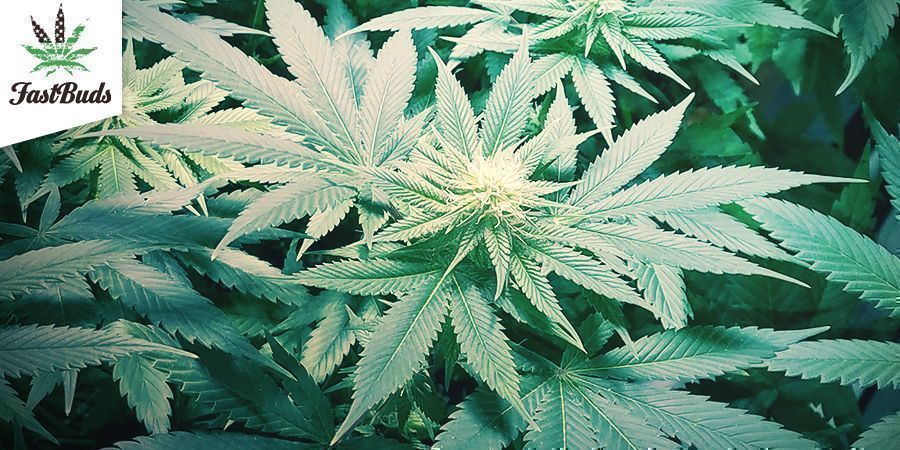 Original Auto Chemdawg (FastBuds)