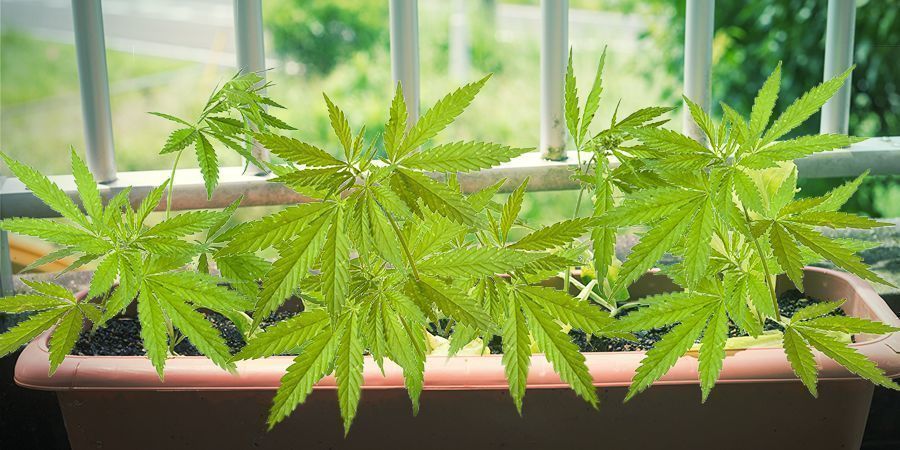 Krav på sort för att odla cannabis på balkong eller terrass Krav på sort för att odla cannabis på balkong eller terrass