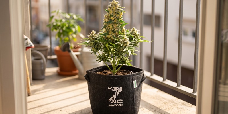 Original Auto AK (FastBuds)