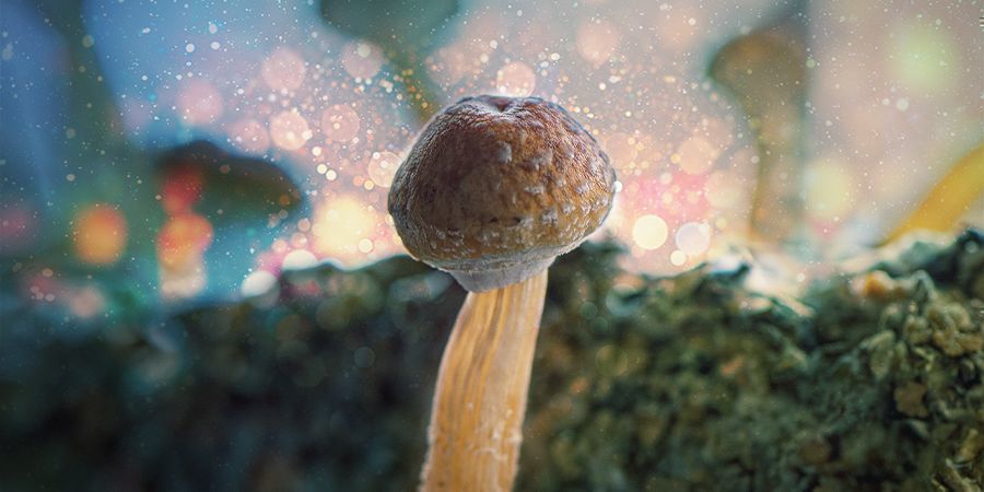 Det bästa svampsubstratet för Psilocybe cubensisdet bästa svampsubstratet för Psilocybe cubensis DET BÄSTA SVAMPSUBSTRATET FÖR PSILOCYBE CUBENSIS