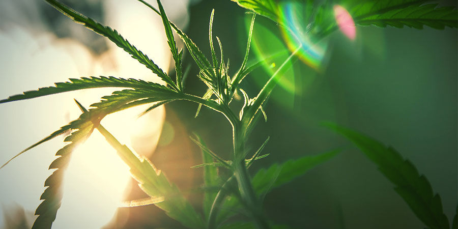 Så odlar du Tangerine Dream HOW TO GROW TANGERINE DREAM