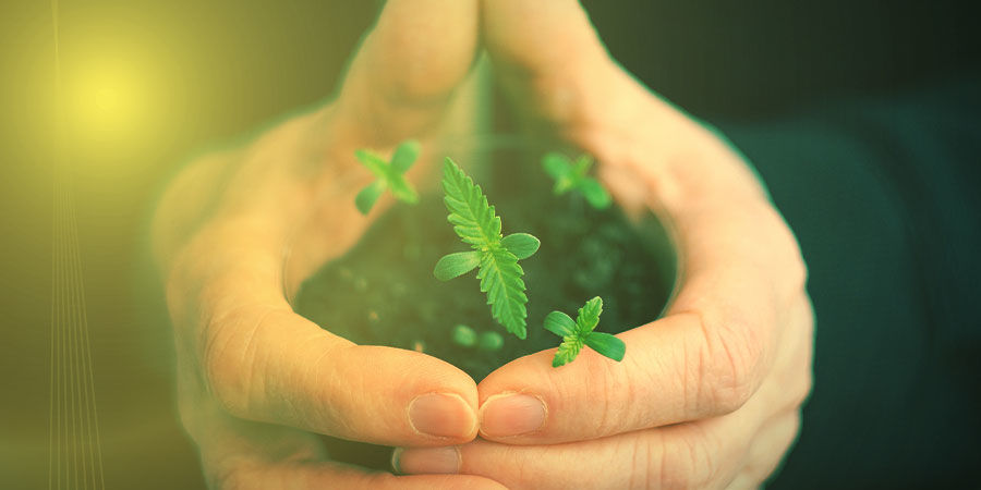 Så odlar du Cookies Kush HOW TO GROW COOKIES KUSH