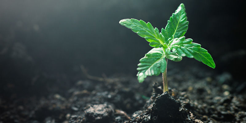 Hur du odlar GG#4 How To Grow GG#4