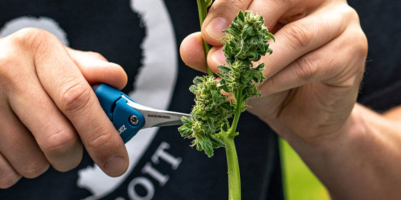 Beskärningssax PRUNING SHEARS