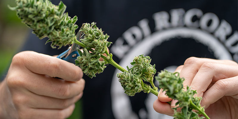 Varför är skörden ett avgörande steg i cannabisodling? Varför är skörden ett avgörande steg i cannabisodling?