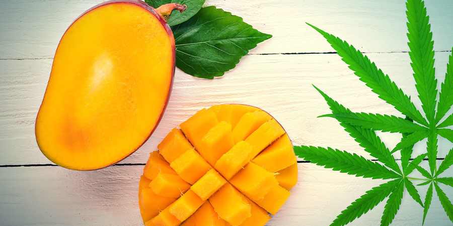 Mango Haze: Smak och effekter MANGO HAZE: SMAK OCH EFFEKTER