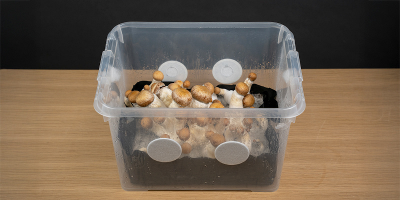 Odla vidare och svampa loss! Grow forth and shroom!