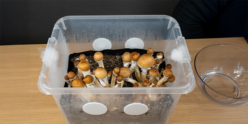 Så fungerar monotubs och varför de är perfekta för svampodling Så fungerar monotubs och varför de är perfekta för svampodling
