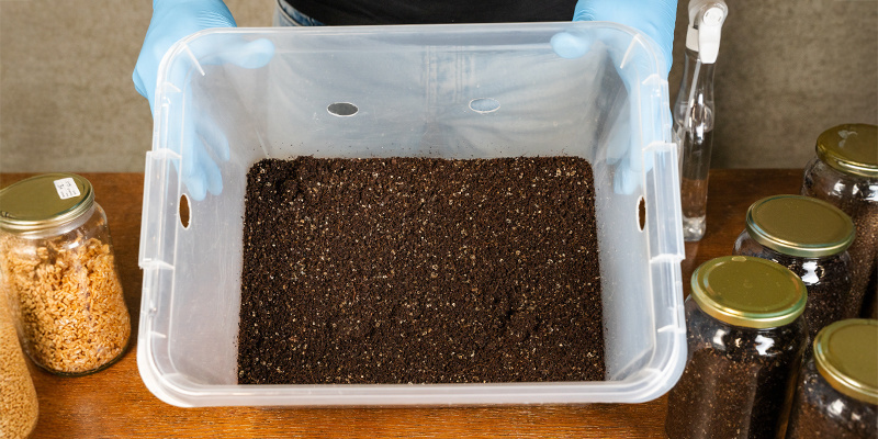 Vilken storlek på behållare är bäst för monotub? Vilken storlek på behållare är bäst för monotub?