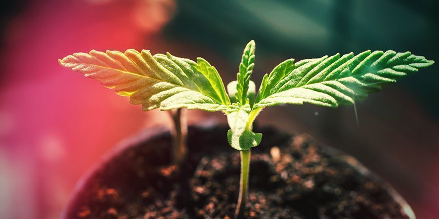 Så odlar du Super Skunk HOW TO GROW SUPER SKUNK