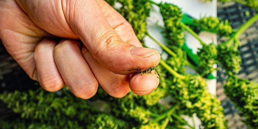 Vilka cannabissorter passar bäst för att göra jelly hash? Vilka cannabissorter passar bäst för att göra jelly hash?