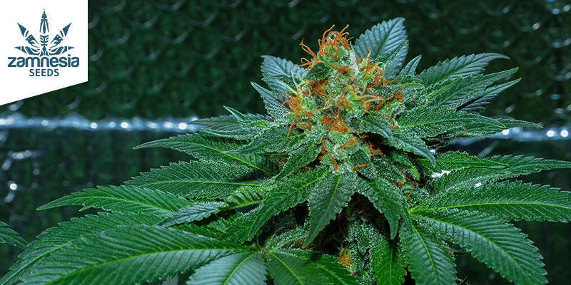 Amnesia Haze Automatic (Zamnesia Seeds) Amnesia Haze Automatic (Zamnesia Seeds)