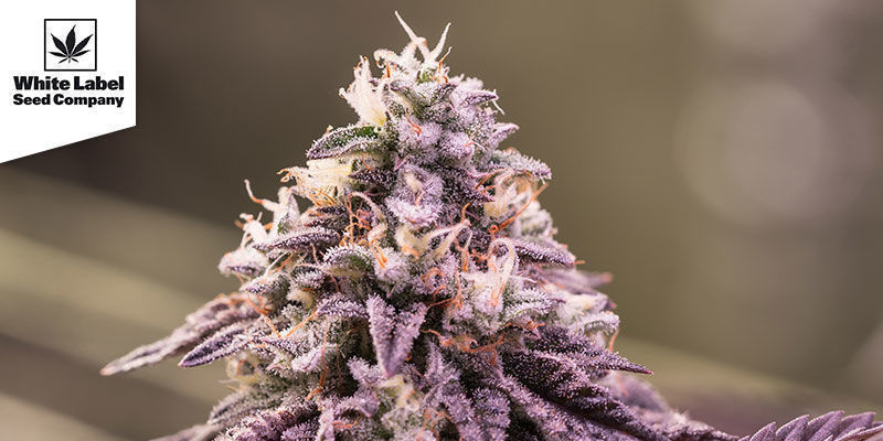 Purple Haze (White Label) Purple Haze (White Label)