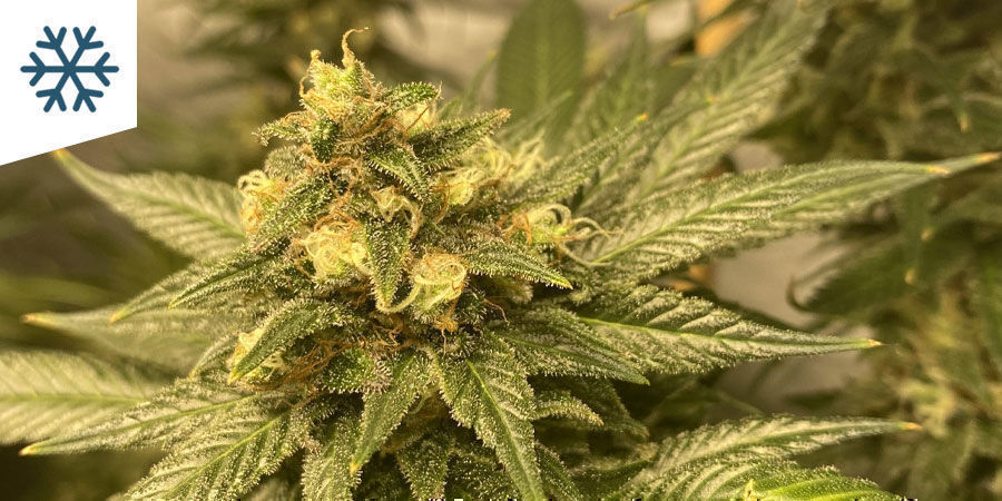 Bästa cannabissorter att odla i kallt klimat