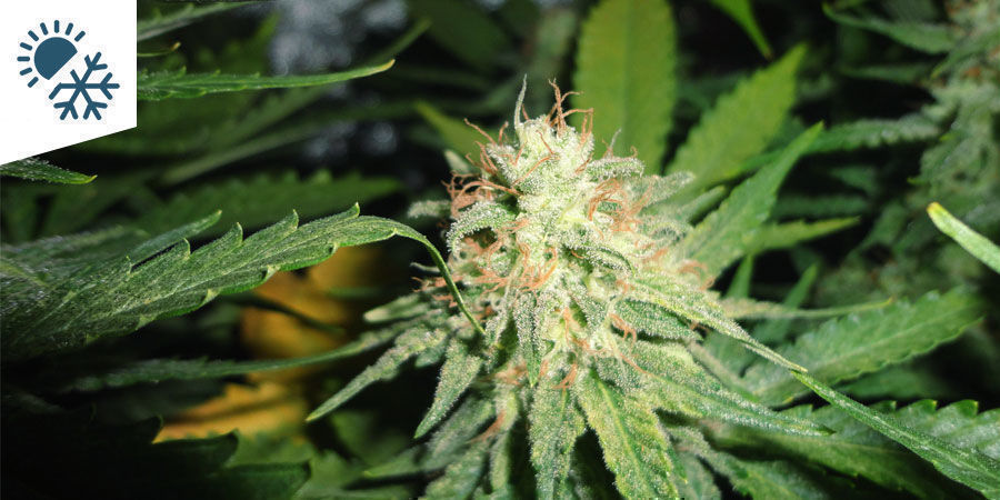 De bästa cannabissorterna att odla i ett kontinentalt klimat