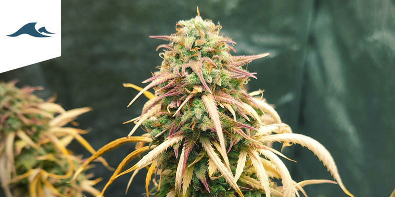 Bästa cannabissorter att odla i kustklimat