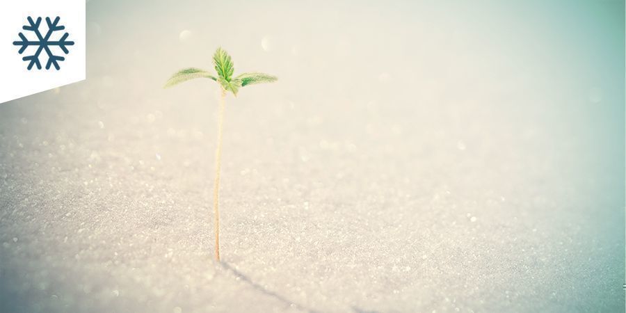 Odla cannabis i kallt klimat Odla cannabis i kallt klimat