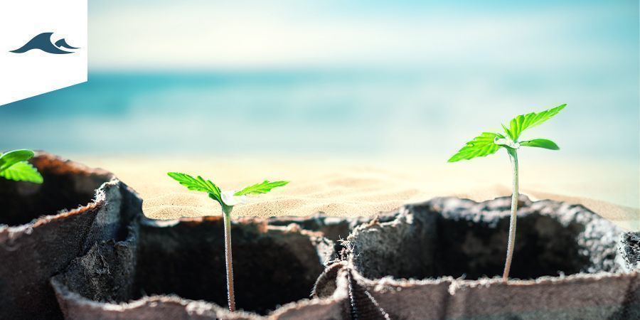 Odla cannabis i maritimt klimat Odla cannabis i maritimt klimat