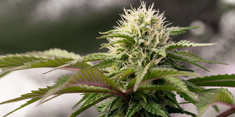 4. Giant White Haze (Zamnesia Seeds) 4. Giant White Haze (Zamnesia Seeds)