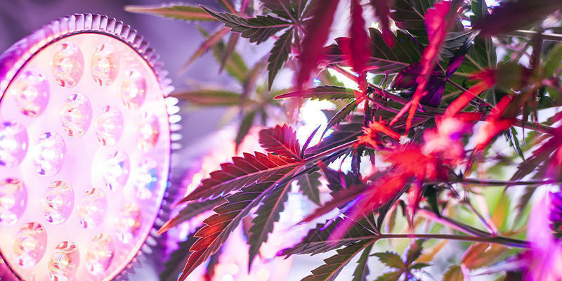 Tips för att odla höga cannabissorter Tips for cultivating tall cannabis strains