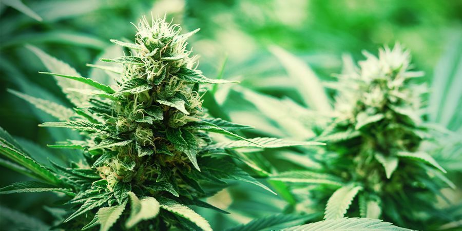 Monster Bud Boost Pack : Odla monstruösa blommor Monster Bud Boost Pack : Grow Monstrous Buds