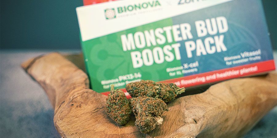 Vad är Monster Bud Boost Pack?
