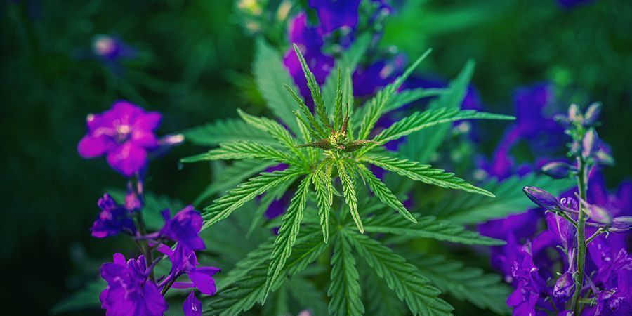 Så odlar du Candy Kush HOW TO GROW CANDY KUSH