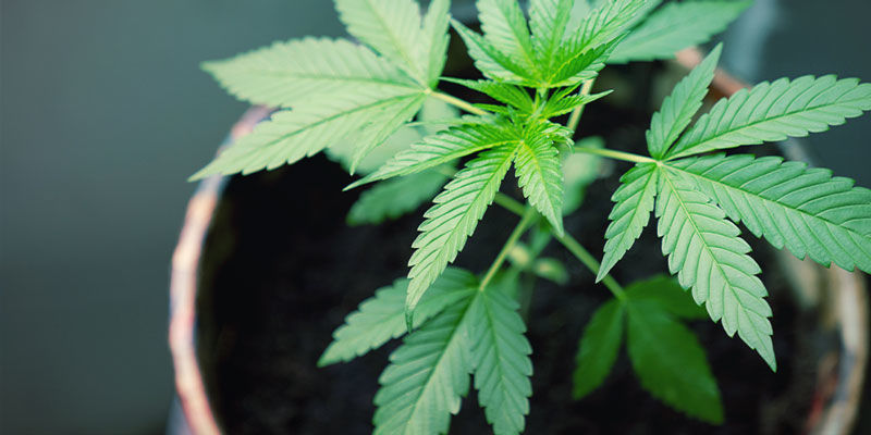 Dränering Dränering - odla cannabis