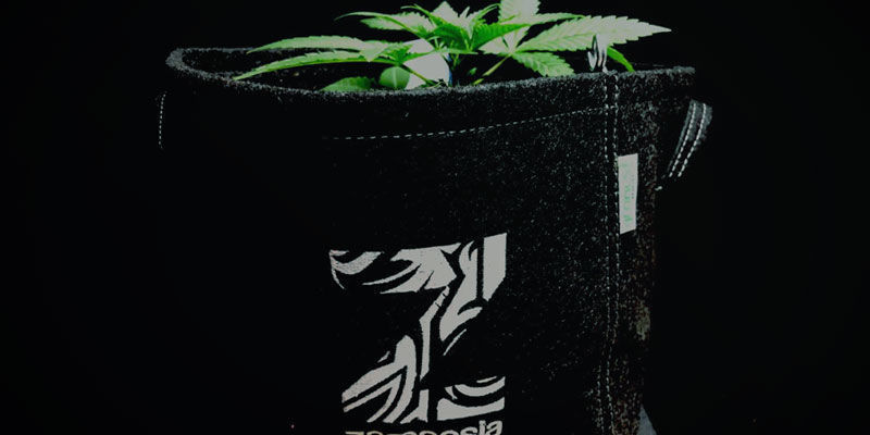 Hållbar Hållbar – odla cannabis