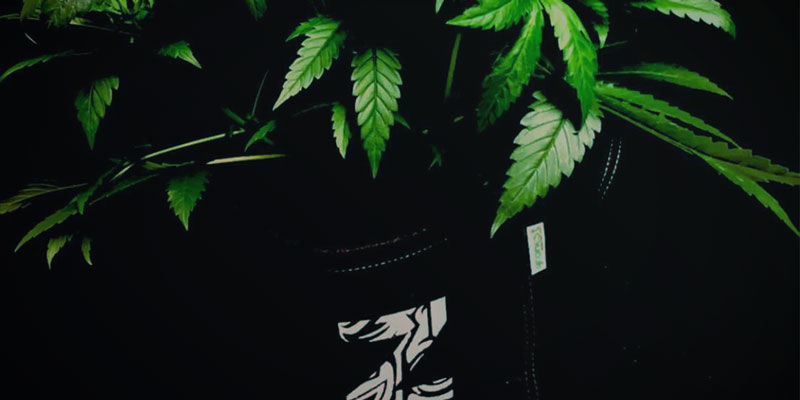 Flexibilitet Flexibility - Growing Cannabis