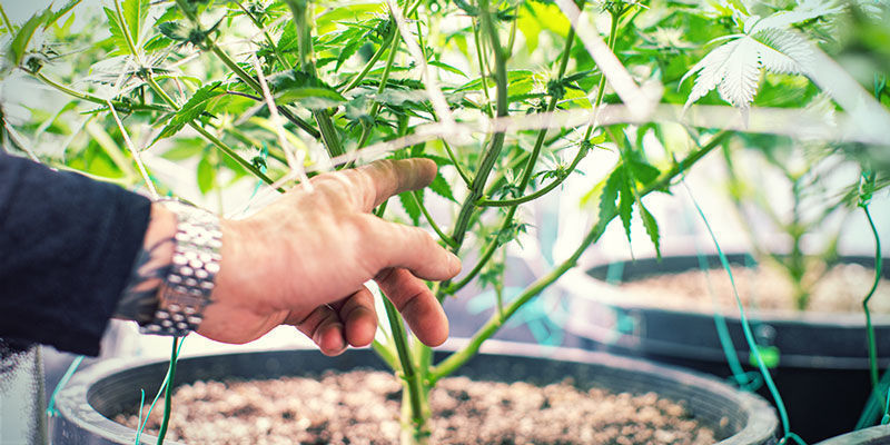Mer syre More Oxygen - Growing Cannabis