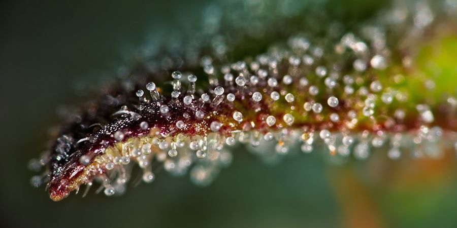 Skörda vid rätt tidpunkt Harvesting Cannabis At The Right Moment