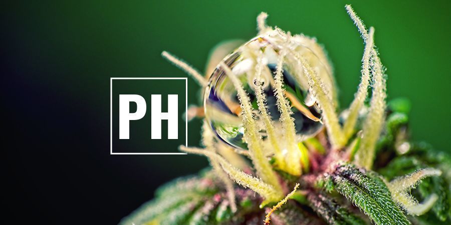 Optimera pH-nivåer Optimera cannabisens pH-nivåer