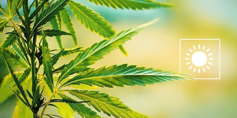 Välj den perfekta perioden för att odla utomhus Pick The Perfect Period To Grow Cannabis Outdoors