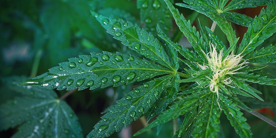Vattna dina plantor på rätt sätt Vattna dina cannabisplantor på rätt sätt