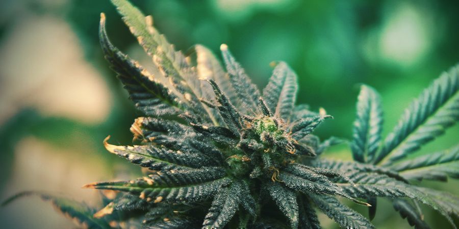 Snabb respons på näringsbrister Snabb respons på näringsbrister hos cannabis