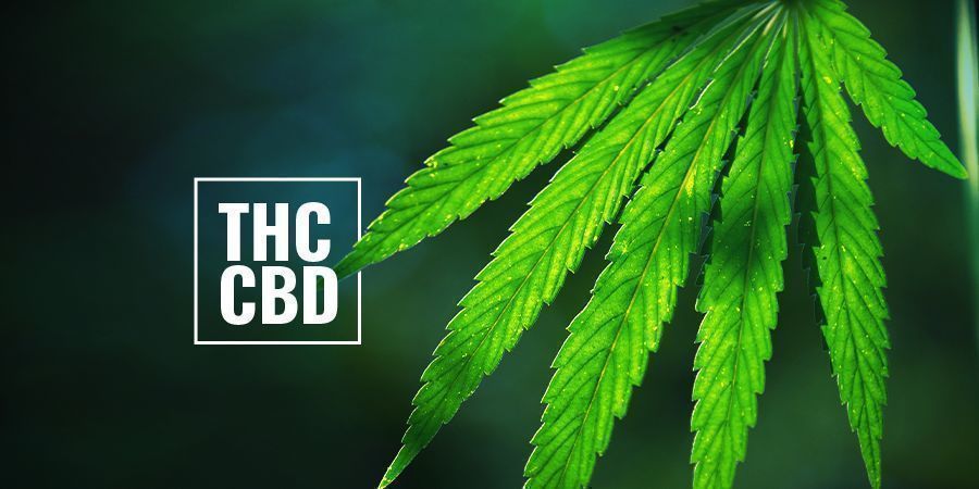 THC/CBD-rika fotoperiodiska cannabisplantor THC/CBD Rich Photoperiod Cannabis Plants