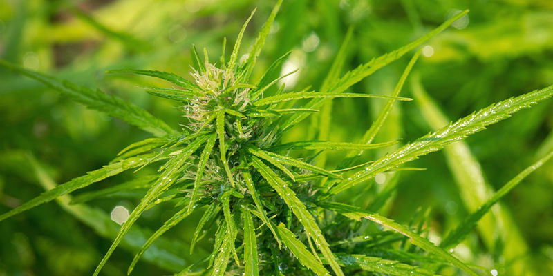 Den autoflower-komponenten: Cannabis ruderalis Den autoflower-komponenten: Cannabis ruderalis