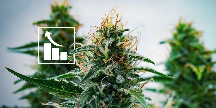 Resultatet av modern korsning: potenta Autoflower Resultatet av modern korsning: potenta AutoflowerResultatet av modern cannabiskorsning: potenta Autoflower