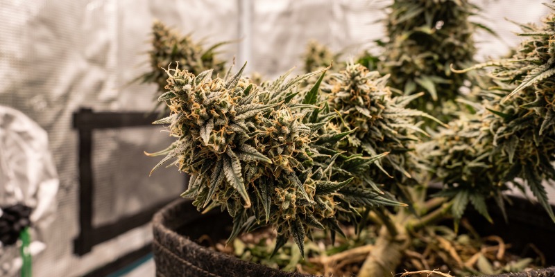 Lemon OG Candy: Philosopher Seeds