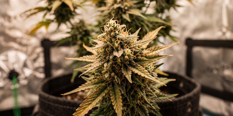 Runtz: Barney's Farm