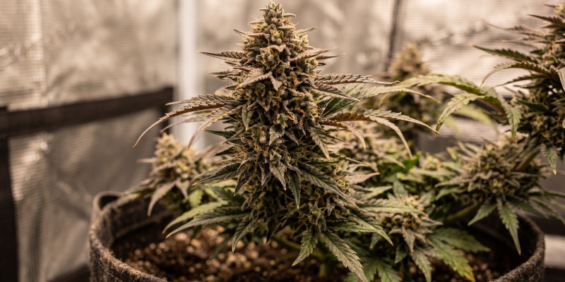 Eleven Roses: Delicious Seeds