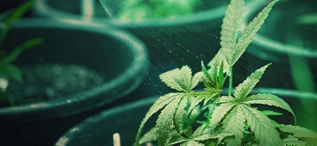 Hur vet du när cannabisplantan behöver vatten – och hur mycket? Hur vet du när cannabisplantan behöver vatten – och hur mycket?