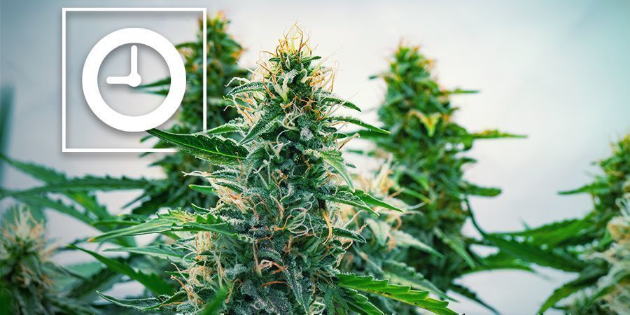 Hur fungerar Autoflower-cannabisplantor? Hur fungerar Autoflower-cannabisplantor?